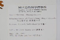 空心蓮子草藏品圖，第2張