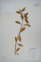 空心蓮子草藏品圖，第1張