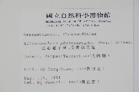 空心蓮子草藏品圖，第2張