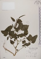 野莧菜藏品圖，第1張