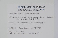 空心蓮子草藏品圖，第2張