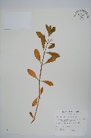 空心蓮子草藏品圖，第1張