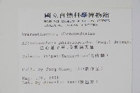 空心蓮子草藏品圖，第2張