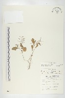 小葶藶藏品圖，第1張