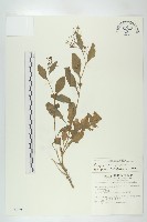 葶藶藏品圖，第1張