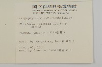 鵝兒腸藏品圖，第2張