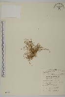 瓜槌草、漆姑草藏品圖，第1張