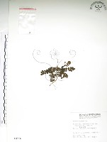 玉山金梅藏品圖，第1張