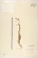 刀傷草藏品圖，第1張