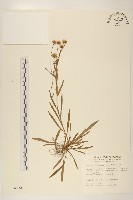 刀傷草藏品圖，第1張