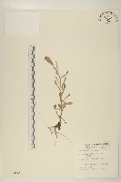 鼠麴草藏品圖，第1張