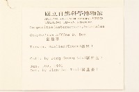 鼠麴草藏品圖，第2張