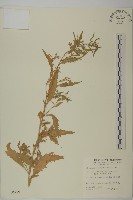 臭杏、土荊芥藏品圖，第1張