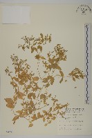 鵝兒腸藏品圖，第1張