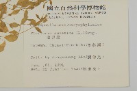 鵝兒腸藏品圖，第2張