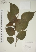 小桑樹藏品圖，第1張