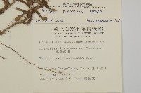 玉山抱莖籟簫藏品圖，第2張