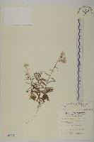玉山抱莖籟簫藏品圖，第1張