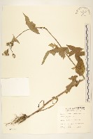 苦苣菜藏品圖，第1張