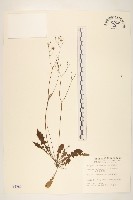 臺灣蒲公英藏品圖，第1張