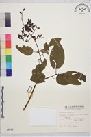 大黃鱔藤藏品圖，第1張