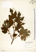 構樹藏品圖，第1張