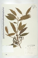 薯豆藏品圖，第1張