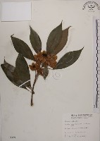 木荷藏品圖，第1張