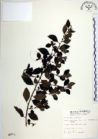 水雞油藏品圖，第1張