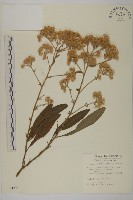 艾納香藏品圖，第1張