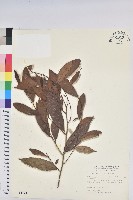 密花五月茶藏品圖，第1張