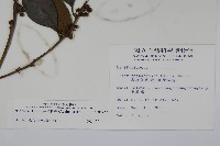 臺灣糊樗藏品圖，第2張