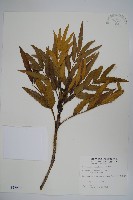 細葉十大功勞藏品圖，第1張