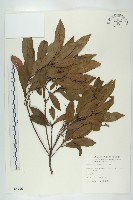 杜英、山杜英、蘭嶼杜英藏品圖，第1張