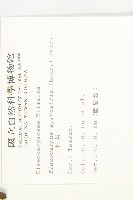 杜英、山杜英、蘭嶼杜英藏品圖，第2張