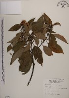 木荷藏品圖，第1張