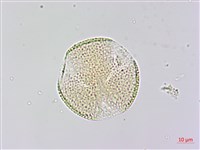 木荷藏品圖，第2張