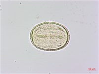 木荷藏品圖，第3張