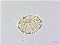 木荷藏品圖，第4張