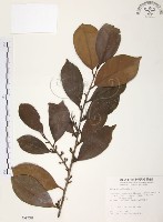 森氏紅淡比藏品圖，第1張