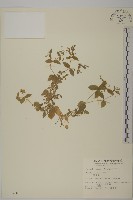 狗筋蔓藏品圖，第1張