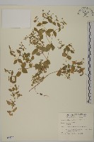 狗筋蔓藏品圖，第1張