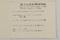 鵝兒腸藏品圖，第2張