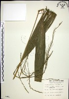 棕葉狗尾草藏品圖，第1張