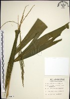 棕葉狗尾草藏品圖，第1張