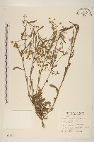 加拿大蓬藏品圖，第1張