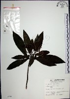 樹杞藏品圖，第1張