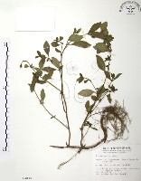 克非亞草藏品圖，第1張