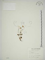 梅花草藏品圖，第1張