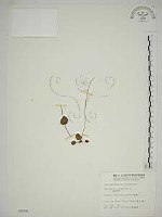 梅花草藏品圖，第1張